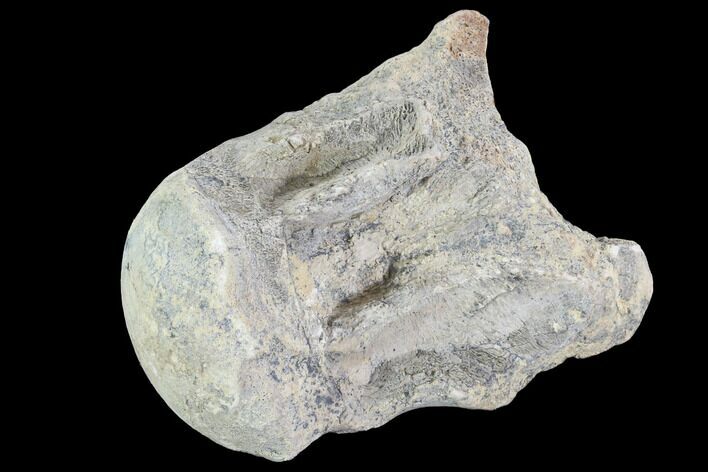 Mosasaur (Platecarpus) Dorsal Vertebra - Kansas #91060